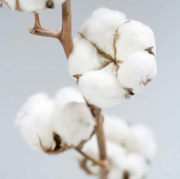 Tout savoir sur l&rsquo;Isolation en Coton pour le Sud Finistère