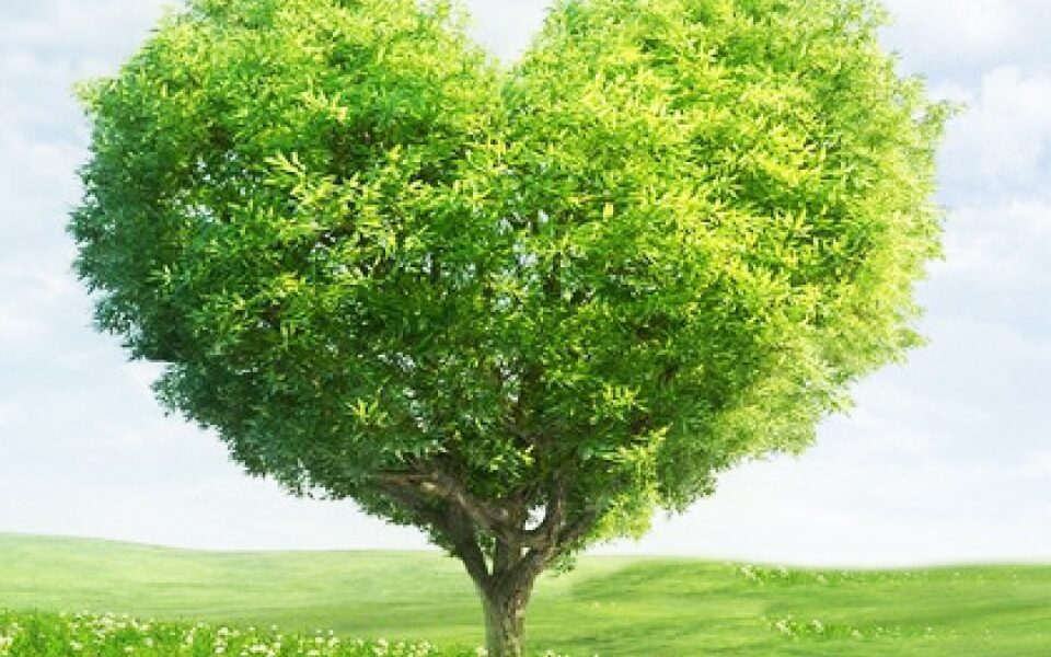 La Fibre de Bois : l&rsquo;Isolant Ecologique qui a le Meilleur Rapport Qualité Prix