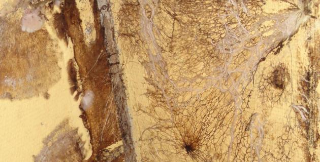 traitement-mérule-champignon-lignivore-devis-gratuit-guilvinec-treffiagat-loctudy-penmarch-plobannalec-lesconil