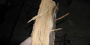 traitement-mérule-champignon-lignivore-devis-gratuit-saint-jean-trolimon-treguennec-tremeoc