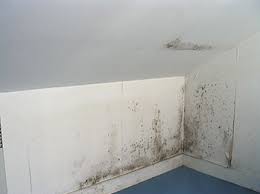 Comment éviter l&rsquo;apparition de moisissures sur vos murs ?