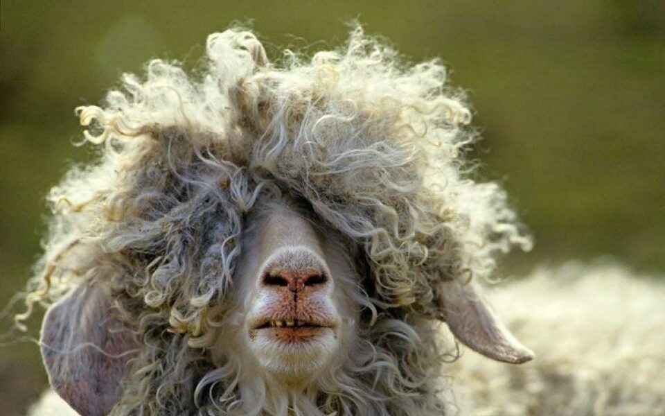 L&rsquo;isolation en Laine de Mouton : à éviter dans Le Finistère