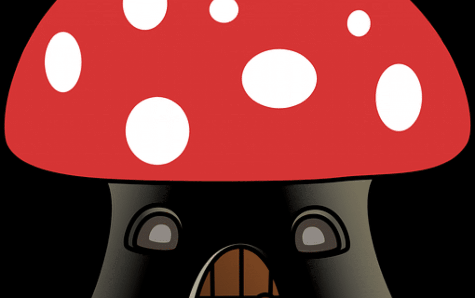 Quelles sont les différentes pourriture des Champignons Lignivores ? Cubique Fibreuse et Molle