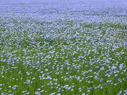 isolation-thermique-comble-laine-lin-perdus-plomeur-plobannalec-lesconnil-tremeoc-treogat-tregunnec