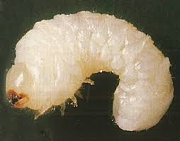 traitement-bois-charpente-devis-gratuit-vrillette-gourin-chateau-neuf-faou-chateaulin-pleyben-briec