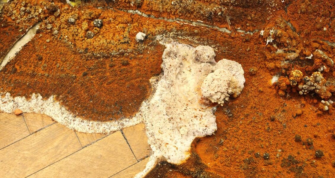 Comment éliminer définitivement la mérule ?