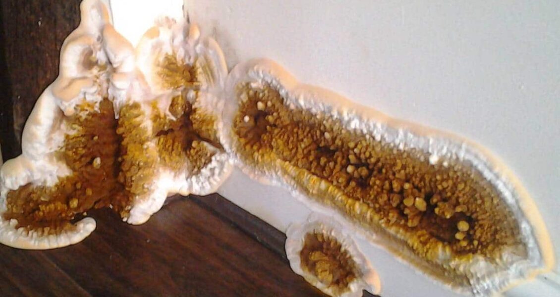 Comment enlever une mérule sur du bois ?