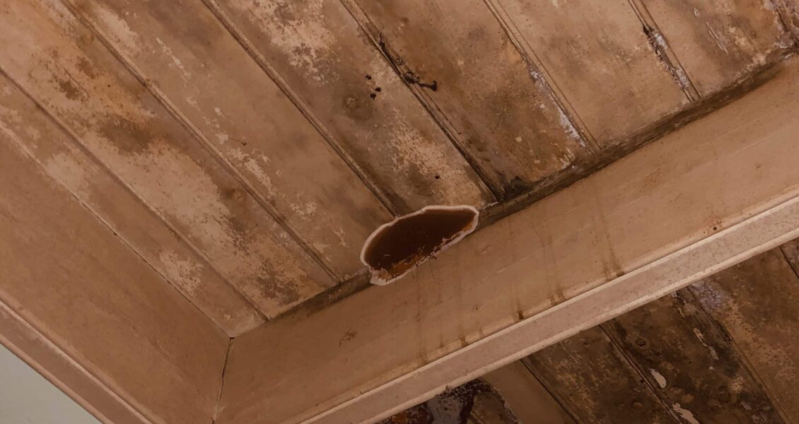 Quelles sont les étapes d&rsquo;un traitement contre la mérule ?