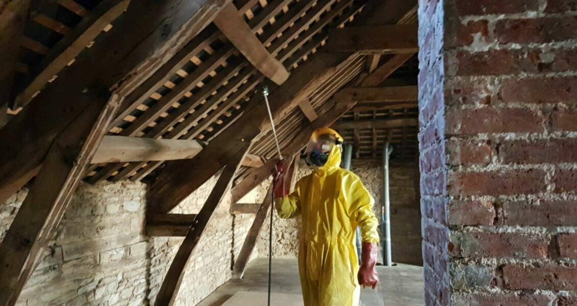 Capricorne dans la charpente : comment faire un traitement pour éliminer ce parasite ?