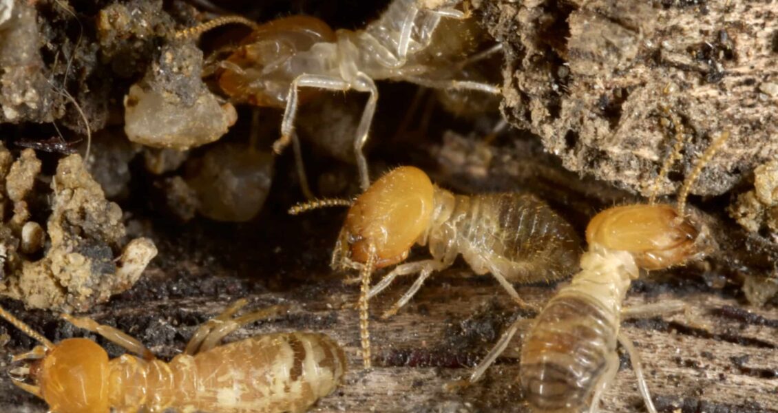 Quel traitement contre les insectes xylophages ?