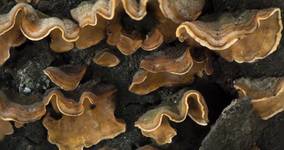 Traitement de Charpentes Contre les Champignons : Protégez Votre Maison