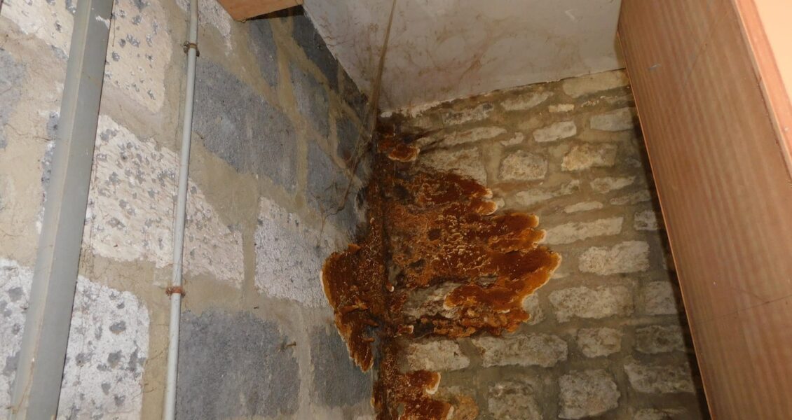 Départements et communes concernés par la mérule — arrêtés préfectoraux 2024