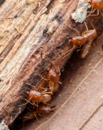 Comment reconnaître une infestation des termites ? Liste des premiers signes