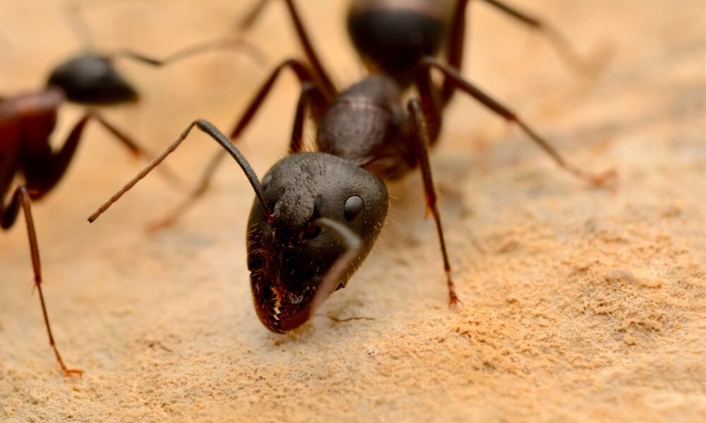 Quels sont les dangers d’une infestation de fourmis charpentières dans la maison ?