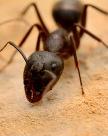 fourmis charpentières