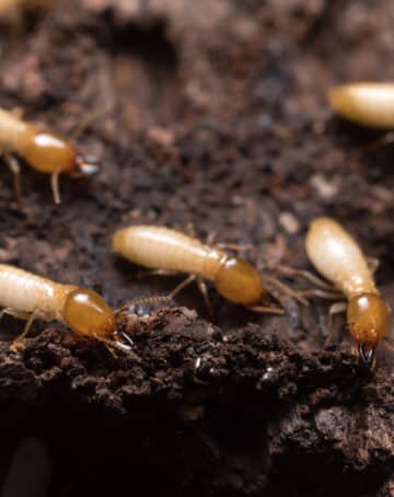 Quels sont les dangers d’une infestation des termites dans la maison ?